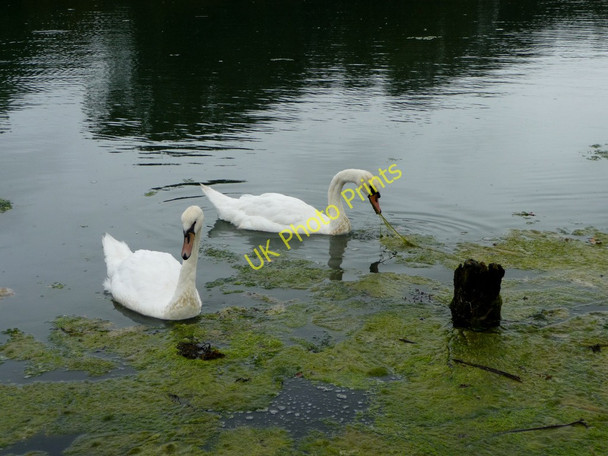 Photo 6"x4" Mute Swans (Cygnus olor) Newtown\/SZ4290 c2010 P1