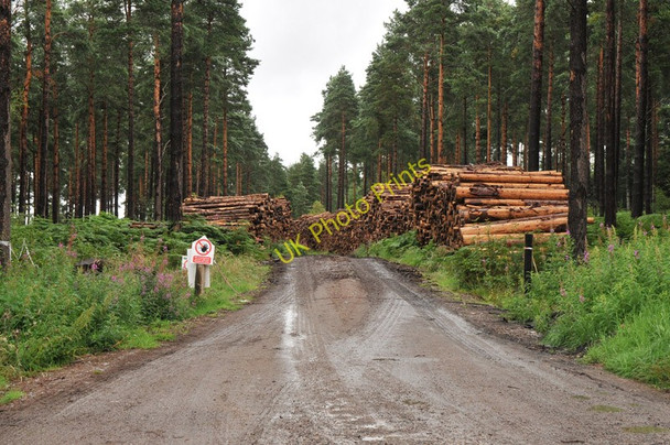 Photo 6"x4" Recent logging in Tornagrain Wood Tornagrain c2010