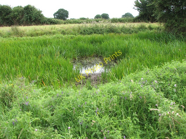 Photo 6"x4" Dried out pond in cattle pasture Hethel c2010