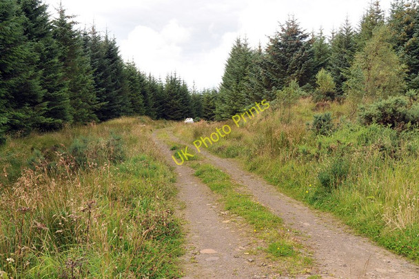 Photo 6"x4" Forest road at Hill of Quintfall Keiss c2010