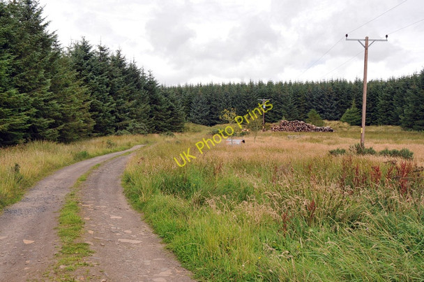 Photo 6"x4" Road into the forest at Hill of Quintfall Keiss c2010