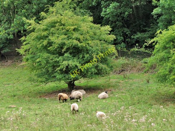 Photo 6"x4" The flying flock at rest, Ringstead Downs nature reserve Hunstanton c2010