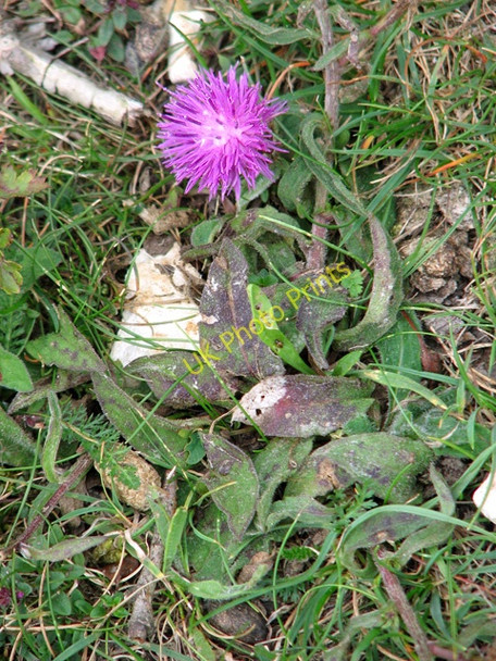 Photo 6"x4" Creeping plant, Ringstead Downs nature reserve Hunstanton c2010