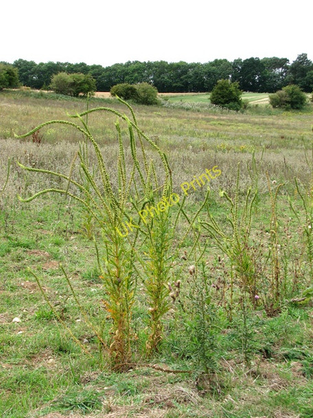 Photo 6"x4" Rosebay willowherb gone to seed Hunstanton c2010