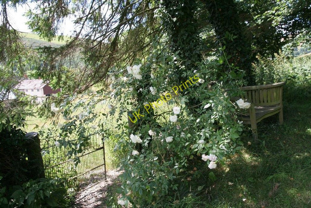 Photo 6"x4" Roses by the gate New Radnor c2010