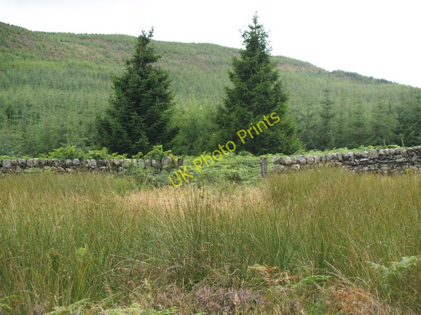 Photo 6"x4" Old Sheep Ree in Glengap Forest Fore Hill of Glengap c2010