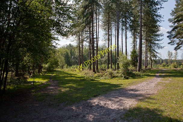 Photo 6"x4" Path junction in Ipley Inclosure Applemore c2010