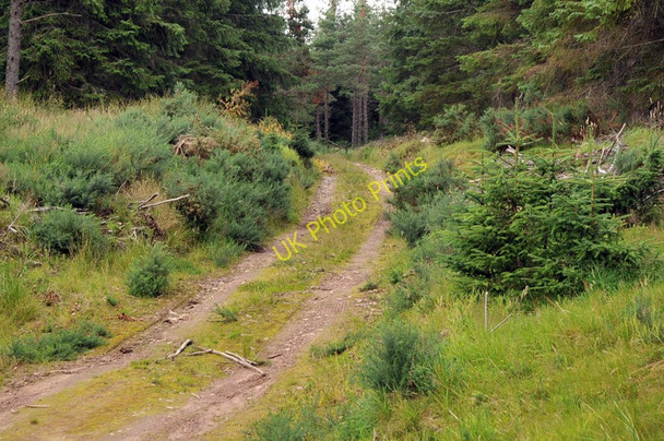 Photo 6"x4" Forest road into a plantation near Tomintoul Tomintoul\/NJ1618 c2010