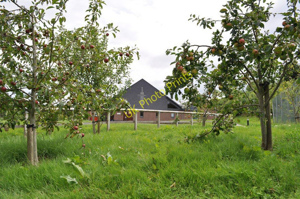 Photo 6"x4" Apple trees in the grounds of St. Helen's Church of England Primary School Bideford c2010