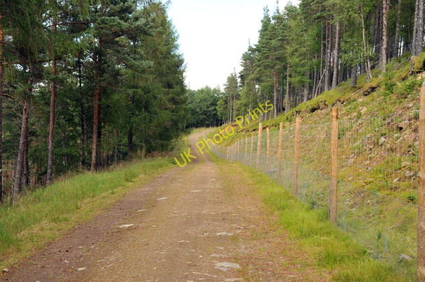 Photo 6"x4" Forest road near Lonach Roughpark c2010
