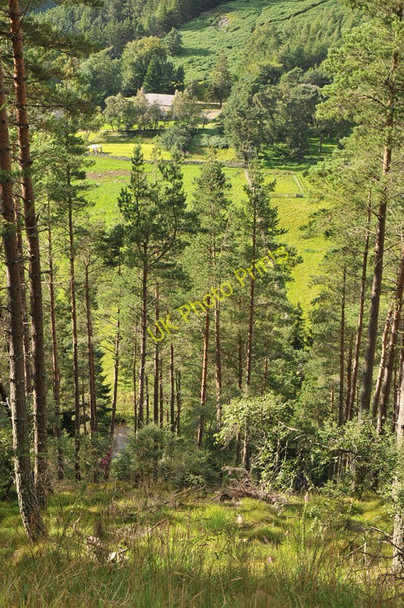 Photo 6"x4" View through the forest to Lonach Roughpark c2010