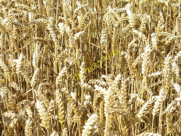 Photo 6"x4" Winter wheat at Cranstoun Pathhead\/NT3964 c2010