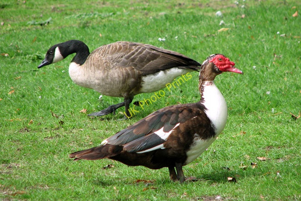 Photo 6"x4" Canada goose and Muscovy drake Thetford\/TL8783 c2010