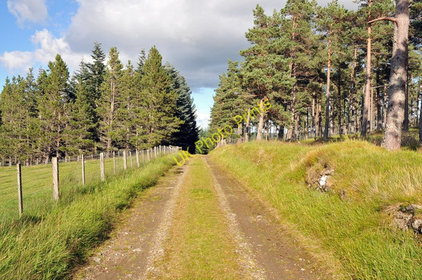 Photo 6"x4" Forest road near Belniden Farm Belniden c2010