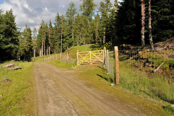 Photo 6"x4" Forest road near Culfork Roughpark c2010
