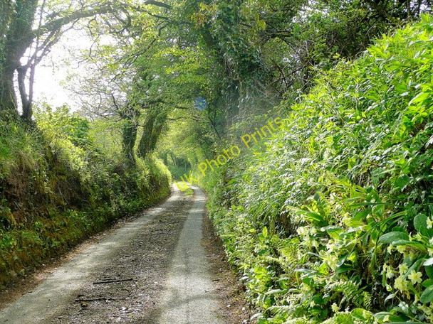 Photo 6"x4" Cornish lane 1 Liskeard c2010
