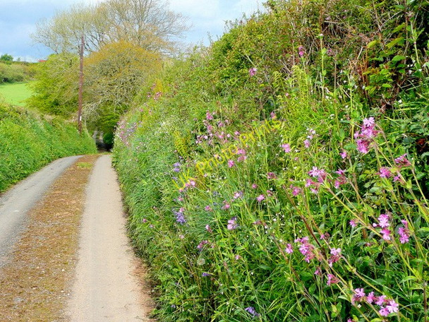 Photo 6"x4" Cornish lane 2 Liskeard c2010