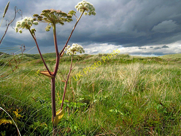 Photo 6"x4" Forvie: sand dune vegetation and distant rain clouds Collieston\/NK0328 c2010