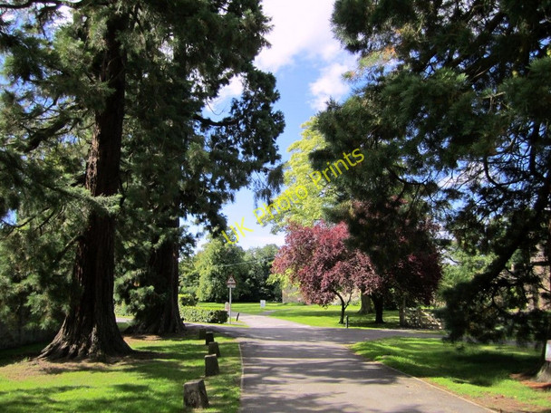 Photo 6"x4" Drive of Giant Redwoods, Dilston Hall Dilston c2010