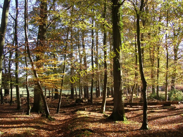 Photo 6"x4" Autumnal beeches west of Eyeworth Lodge, New Forest Fritham c2005