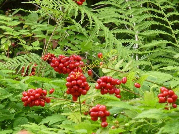 Photo 6"x4" Roadside berries near Inshriach House Alvie c2010