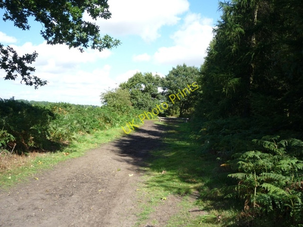 Photo 6"x4" Horse jump in Hollicarrs Wood Escrick c2010