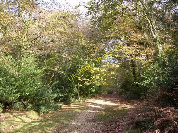 Photo 6"x4" Cut Walk, Lyndhurst Hill, New Forest Bank\/SU2807 c2005