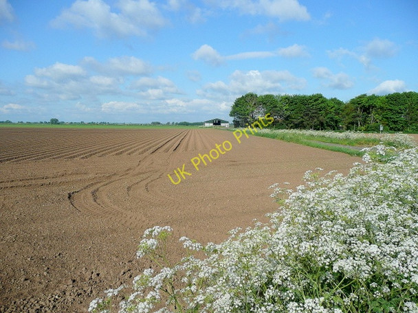 Photo 6"x4" Potato land; Bottesford Moor Yaddlethorpe c2010
