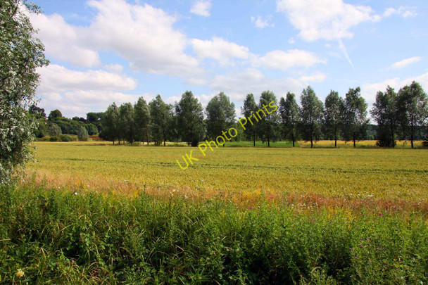 Photo 6"x4" Line of trees near Radley Lower Radley c2010