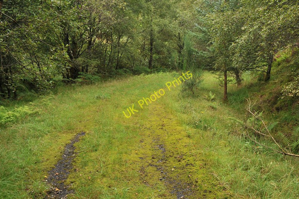 Photo 6"x4" Track into the forest near Ewich Crianlarich c2010