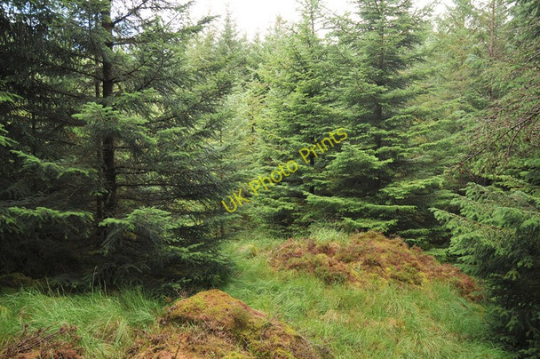 Photo 6"x4" Small break in forestry near Crianlarich Crianlarich c2010