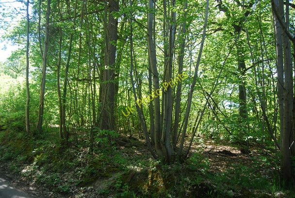Photo 6"x4" Coppiced trees by Dewhurst Lane Wood's Green c2010