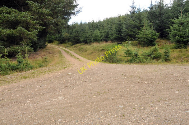 Photo 6"x4" Junction of the forest roads at Kepranich Fearnan c2010