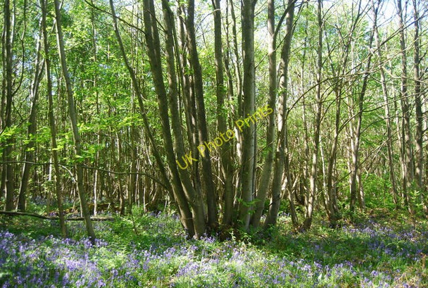 Photo 6"x4" Coppiced tree, Clay's Wood Frant c2010