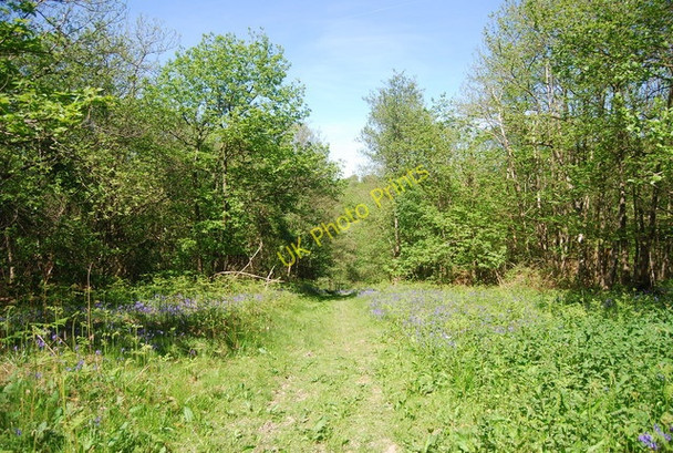 Photo 6"x4" Bridleway through Clay's Wood Frant c2010