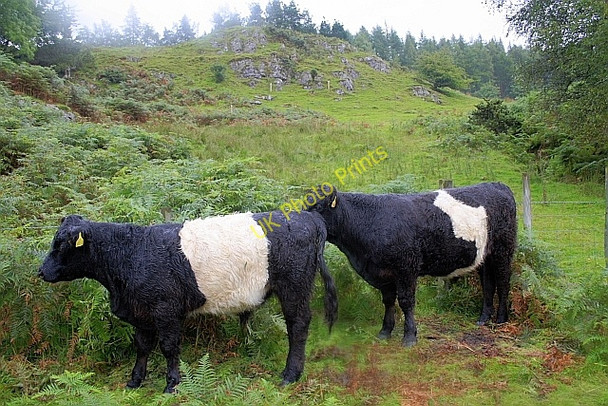 Photo 6"x4" Belted Galloways at Tarn Hows Hawkshead Hill c2010