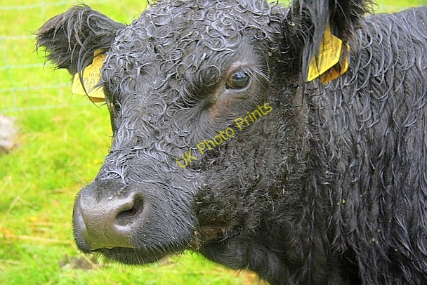 Photo 6"x4" Close Up of Belted Galloway at Tarn Hows Hawkshead Hill c2010
