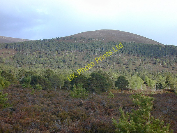 Photo 6"x4" Inshriach woodland Feshiebridge c2003