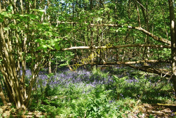 Photo 6"x4" Bluebells, Grigg's Wood Bells Yew Green c2010