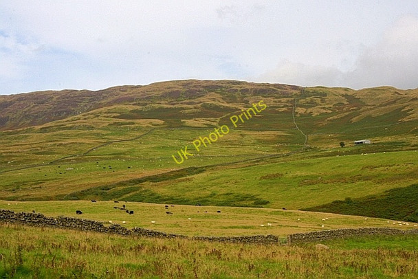 Photo 6"x4" Field Near Cairnholy Carsluith c2010 P1