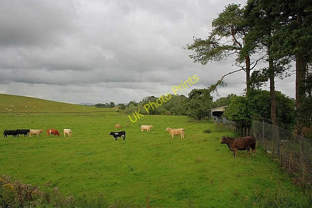Photo 6"x4" Field off Ernespie Road Castle Douglas c2010