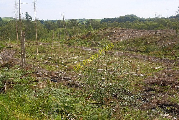 Photo 6"x4" Felling, Peat Hill Barend\/NX8855 c2010