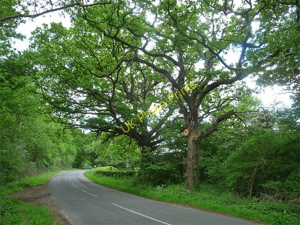 Photo 6"x4" Bex Lane, Heyshott (1) Cocking Causeway c2010