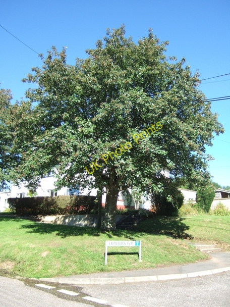 Photo 6"x4" Tree at entrance to Hunter's Way, Culmstock Millmoor\/ST1014 c2010