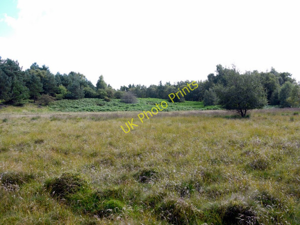 Photo 6"x4" West end of Beanley Moss Beanley c2010