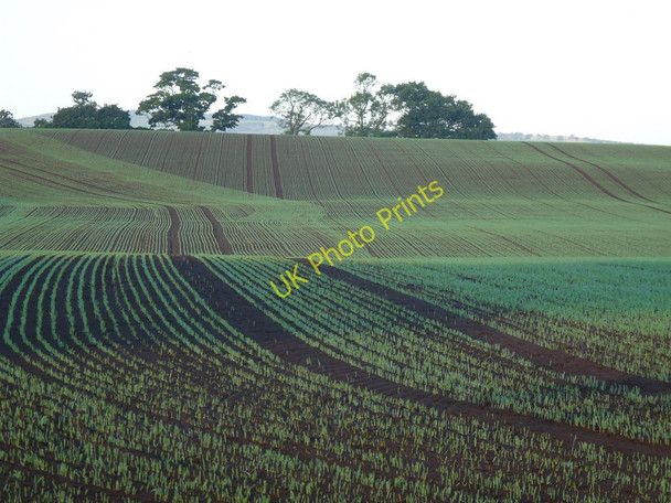 Photo 6"x4" Seeded Field - Billiemains Road Blanerne c2010