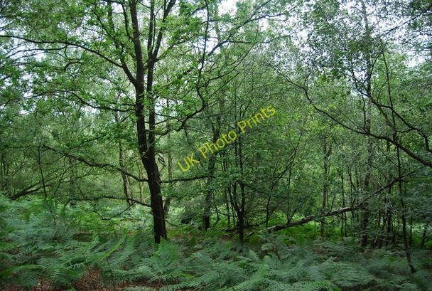 Photo 6"x4" Hurtwood near Pitch Hill Peaslake c2010