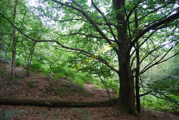 Photo 6"x4" Woodland scene south of Pitch Hill Peaslake c2010