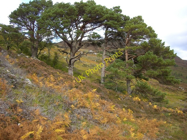 Photo 6"x4" Caledonian Pines Carn an t-Sn\u00e0th c2010