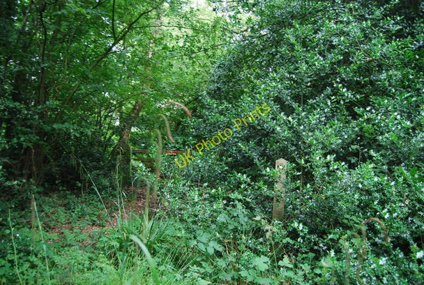 Photo 6"x4" Footpath waymark in the trees, Hareholt Copse Ewhurst c2010
